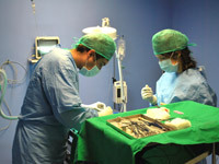 Servicios veterinarios en Mieres. Ciruga y traumatologa