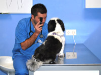 Servicios veterinarios en Mieres. Medicina interna y medicina preventiva